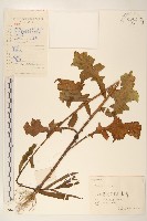 藏品(萵苣、蒿菜)的圖片