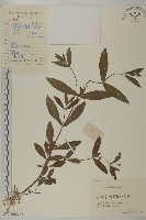 藏品(鱧腸)的圖片