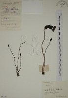 藏品(野菰)的圖片