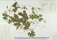 藏品(苦瓜)的圖片