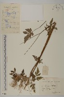 藏品(鬼針舅)的圖片