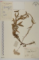 藏品(白花香草)的圖片