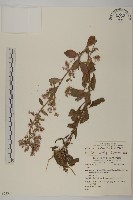 藏品(柔毛艾納香)的圖片