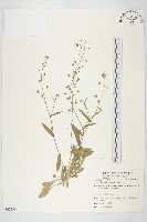 藏品(薺)的圖片