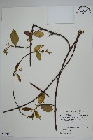 藏品(細梗絡石)的圖片