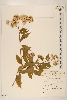 藏品(小舌菊、蔓綿菜)的圖片