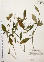 藏品(臺灣鱗球花)的圖片