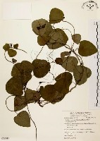 藏品(千金藤、金線吊烏龜)的圖片