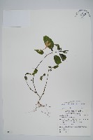 藏品(長花九頭獅子草、山藍)的圖片