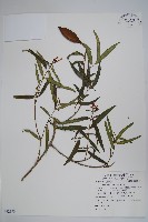 藏品(山橙)的圖片