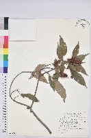 藏品(粗糠柴)的圖片