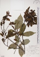 藏品(椆樹桑寄生, 大葉榿寄生)的圖片