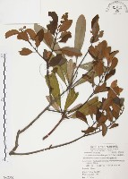 藏品(杜鵑桑寄生)的圖片