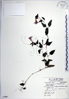 藏品(倒地蜈蚣、四角銅鑼)的圖片