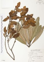 藏品(杜鵑桑寄生)的圖片