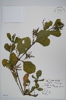 藏品(塊莖蘆莉草、紫莉花、藍蘆莉、球根蘆莉)的圖片