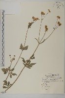 藏品(大花咸豐草)的圖片