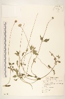 藏品(長柄菊)的圖片