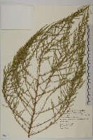 藏品(茵蔯蒿)的圖片