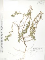 藏品(裂葉月見草)的圖片