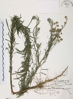 藏品(美洲假蓬)的圖片