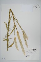 藏品(青葙)的圖片