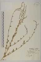 藏品(變葉藜)的圖片