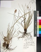 藏品(乾溝飄拂草)的圖片