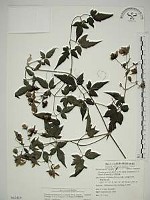 藏品(巴氏鐵線蓮)的圖片