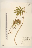 藏品(高山破傘菊)的圖片