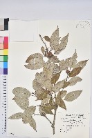 藏品(白背櫟)的圖片