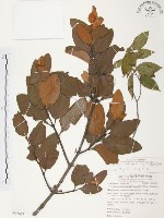 藏品(杜鵑桑寄生)的圖片