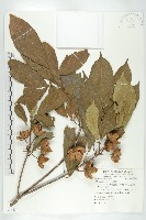 藏品(猴歡喜)的圖片