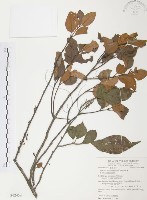 藏品(杜鵑桑寄生)的圖片