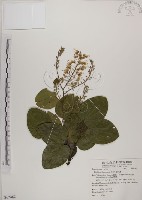 藏品(菊花木)的圖片