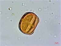 藏品(假萹蓄、節花路蓼)的圖片