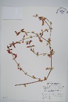 藏品(蓮子草)的圖片