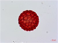 藏品(紅辣蓼)的圖片