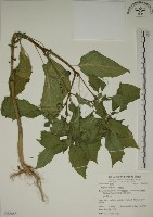 藏品(燈籠草)的圖片