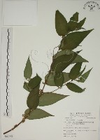 藏品(山黃麻)的圖片