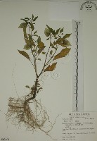 藏品(燈籠草)的圖片