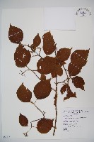 藏品(臺灣蝴蝶戲珠花、臺灣蝴蝶花)的圖片