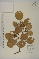 藏品(大葉南蛇藤)的圖片