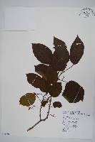 藏品(硬齒獼猴桃)的圖片