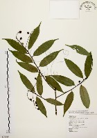 藏品(墨點櫻桃、黑星櫻)的圖片