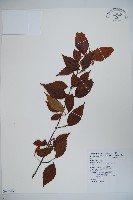 藏品(紅子莢迷)的圖片