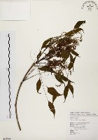 藏品(臺灣梣)的圖片