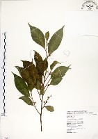 藏品(菲律賓榕)的圖片