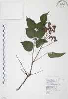 藏品(野鴉椿)的圖片