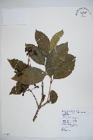 藏品(珊瑚樹)的圖片